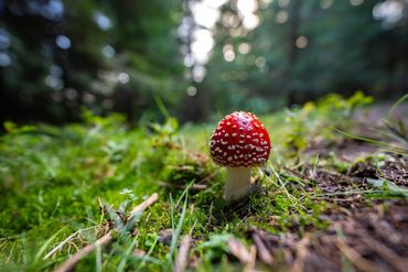  "For educational/identification purposes only. mushrooms in nature

