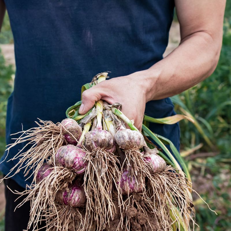 A young farmer holds a freshly dug bunch of garlic with green leaves and roots covered in soil. A natural harvest, organic farming, and manual labor on the farm. The concept is organic, locally produced, healthy eating, and sustainable agriculture