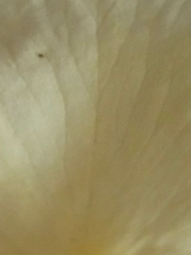 Smooth yellow gradient background with soft transitions. Minimalistic and vibrant design, ideal for presentations, graphic design, web design, digital artwork, and modern layouts with copy space