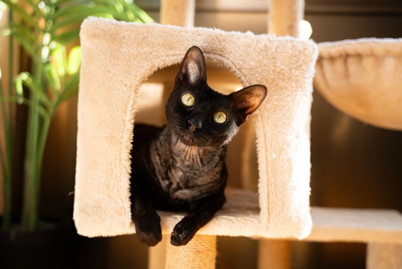 Black Devon Rex cat peeking from inside a cozy cat tree cubby, head tilted with curiosity, enjoying sunlit comfort