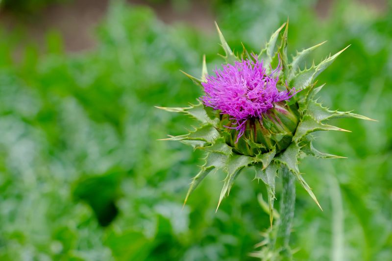 Beautiful flower of a milk thistle (Silybum marianum), an important European medicinal plant