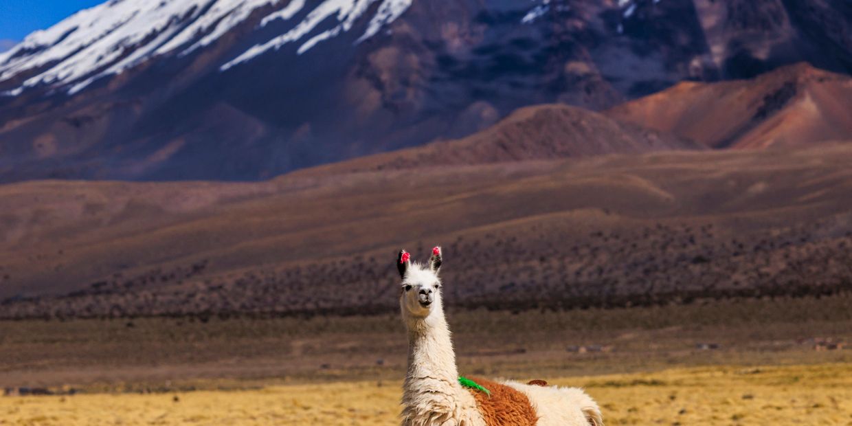 A llama standing in a mountainous landscape with snow-capped peaks.
