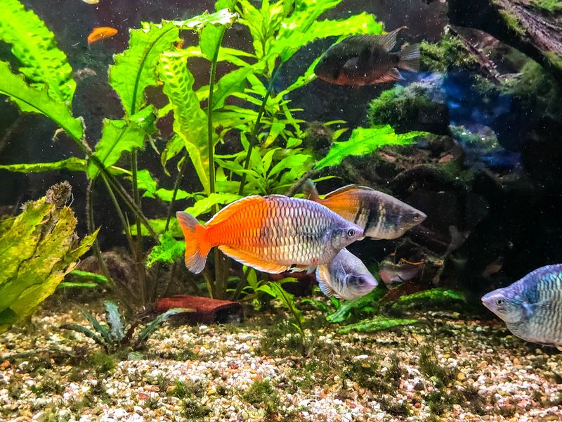 Beautiful Boeseman's Rainbowfish swimming in a home aquarium. The photo showcases the striking contrast between the blue-purple front and bright orange-yellow back of the fish. Surrounded by lush green aquatic plants and gravel substrate.
