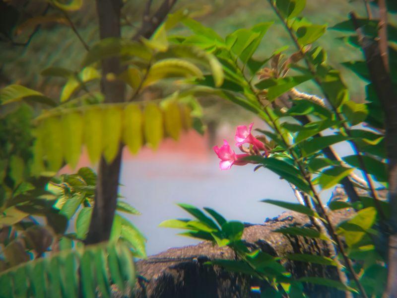 A close-up shot of vibrant pink Desert Rose (Adenium) flowers framed by lush green foliage under natural sunlight