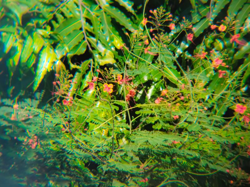 Vibrant Caesalpinia pulcherrima (Peacock Flower) blooming amidst dense green tropical shrubs