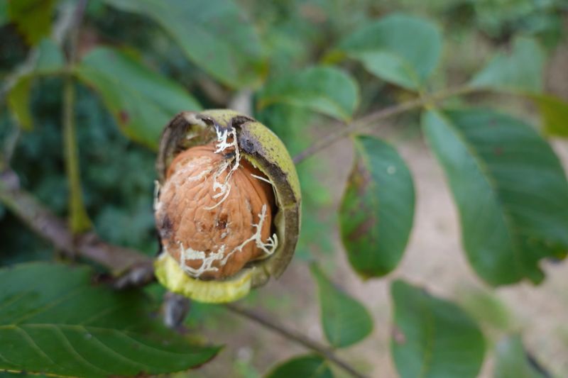 A lush green walnut orchard with ripe walnuts ready for harvest.