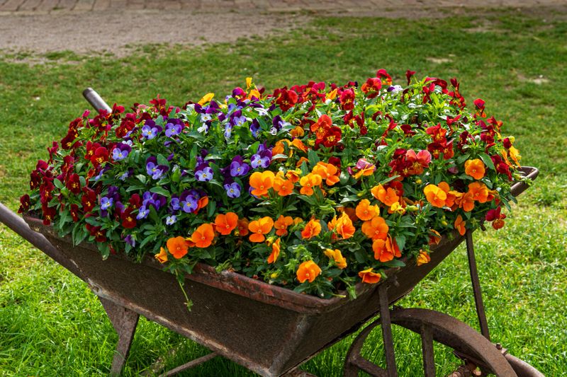 A rustic wheelbarrow filled with vibrant pansy flowers displayed on a grassy garden lawn. The image conveys freshness, springtime color, and a love of gardening, suitable for lifestyle, outdoor, and seasonal visuals.