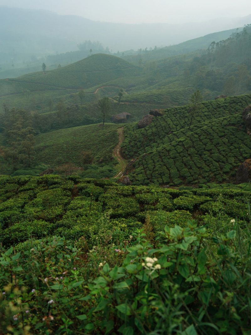 Scenic view of lushly green tea plantations in Munnar, Kerala on cloudy misty morning , India
