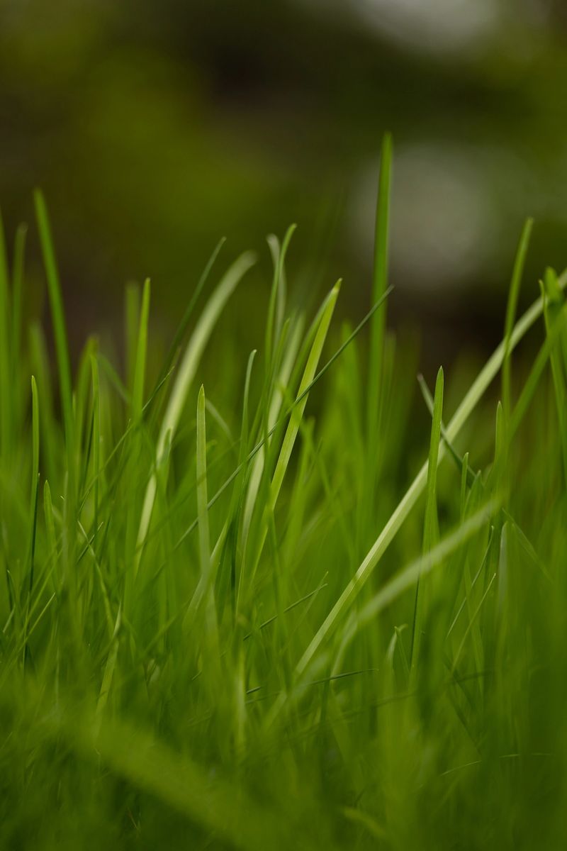 Natural grass field close up fresh green outdoor background. High quality photo