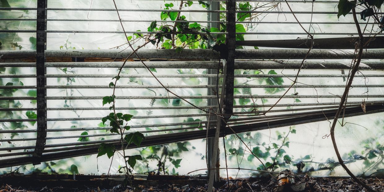 aged wooden window pan, decrepit blinds, soft sunshine and ivy 