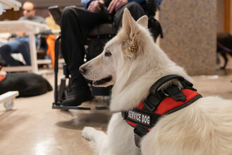 Service dog is by the side of a wheelchair user in a busy public area helping with mobility and independence for people with disabilities.
