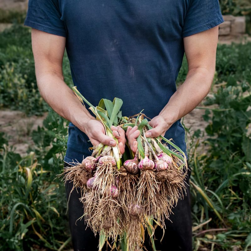 A young farmer holds a freshly dug bunch of garlic with green leaves and roots covered in soil. A natural harvest, organic farming, and manual labor on the farm. The concept is organic, locally produced, healthy eating, and sustainable agriculture