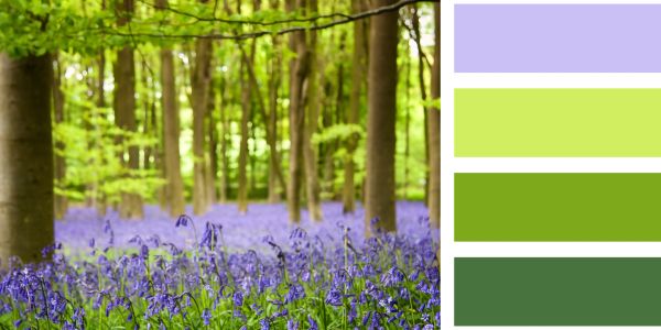A serene forest floor covered in blooming bluebells with tall trees.