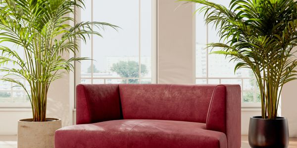 A stylish red sofa between two tall potted plants in a bright room.
