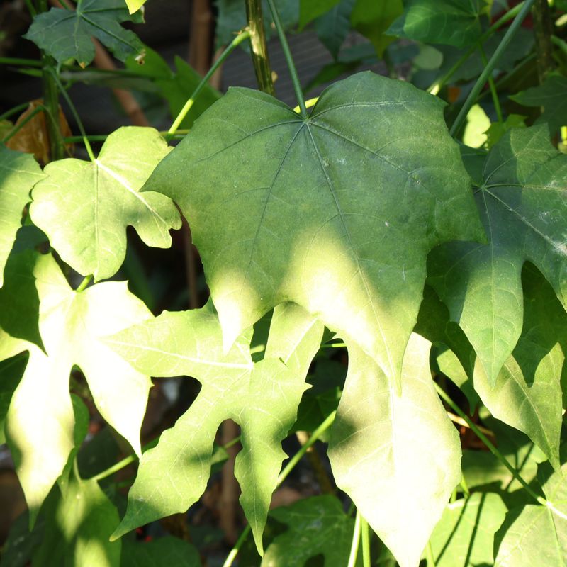 A vibrant close-up shot of Chaya leaves (Cnidoscolus aconitifolius), also known as Mexican Tree Spinach or Tree Kale. The image showcases the unique lobed shape of the large green leaves, beautifully illuminated by natural dappled sunlight. This nutritious edible plant is popular in home gardens, tropical agriculture, and healthy cooking. Ideal for content related to herbal medicine, organic farming, superfoods, and sustainable living.