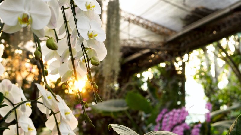Beautiful orchids blooming in a greenhouse with dreamy sunbeam and lens flare.