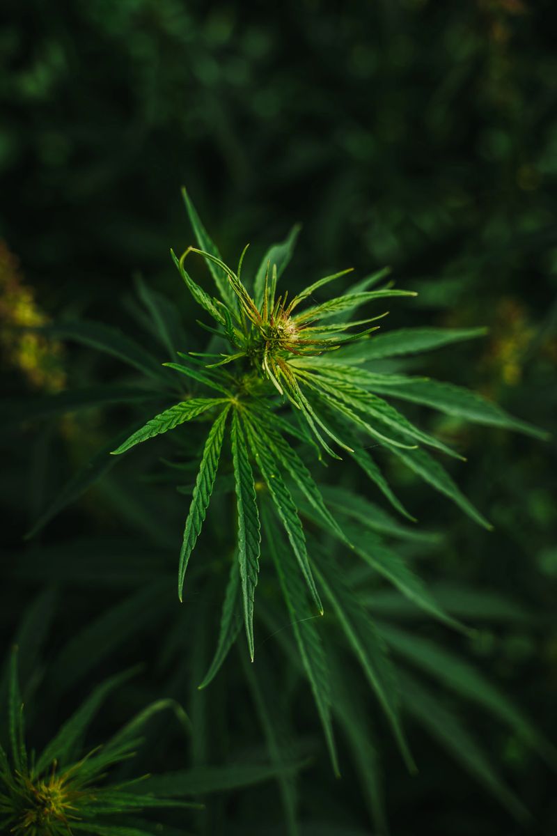 Macro close-up of cannabis plant leaves with shallow depth of field and green background.