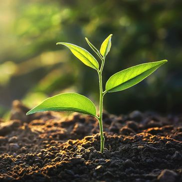 A young plant sprouting from fertile soil.