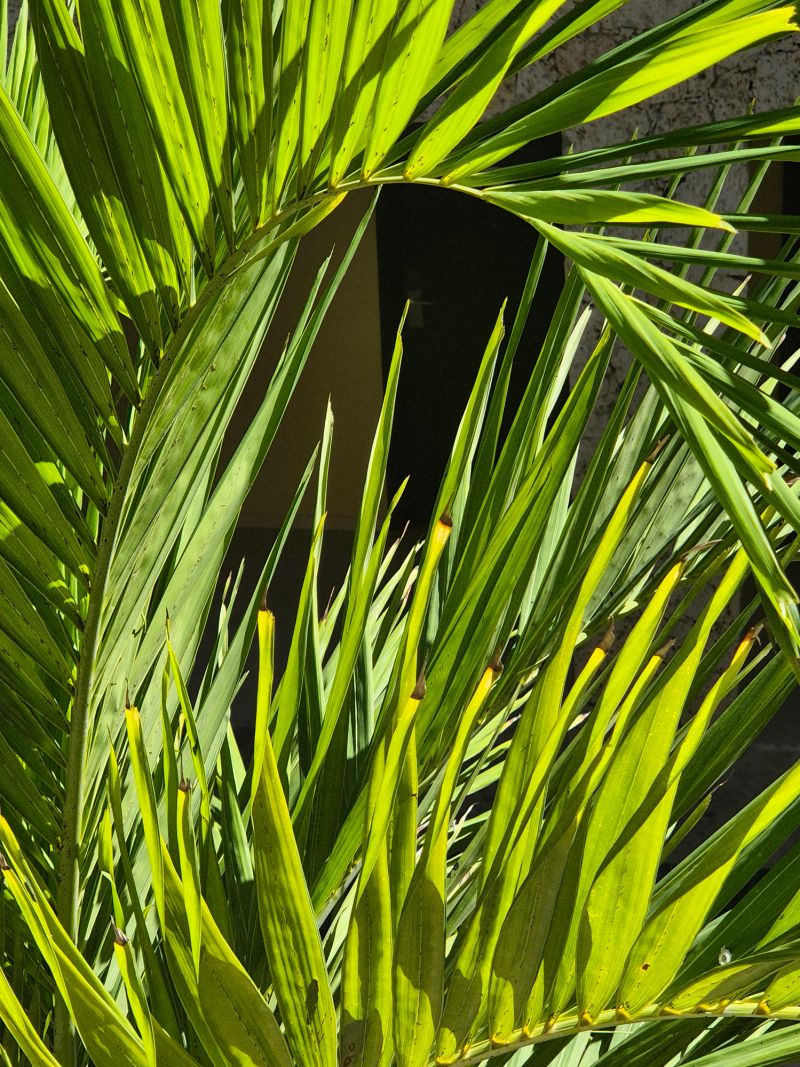 Close up of vibrant green palm fronds in bright sunlight