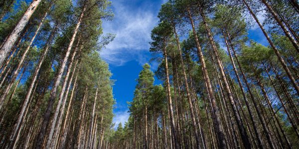 Forêt de pins avec ciel bleu clair.