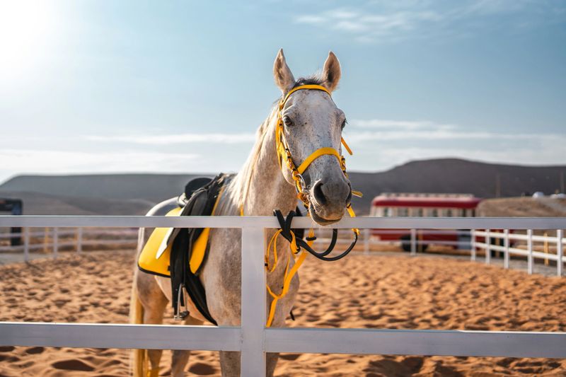 White Arabian horse wearing yellow bridle and saddle standing behind white fence in sandy desert arena. Mountains and buildings visible in background under clear blue sky. Bright natural daylight illuminates the scene.