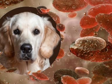 Golden retriever with red blood cells in the background.