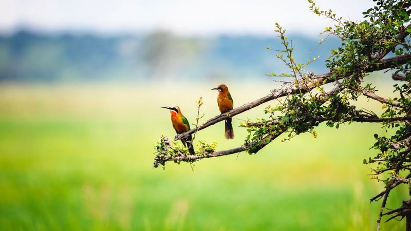White-fronted Bee-eater on a branch in Namibia.