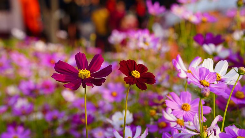 Blooming Beauty: Vibrant Cosmos Flowers in Full Garden Display