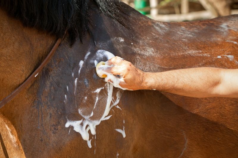 A photo of a horse being washed. A man's hand is washing the horse with a sponge and soapy foam. The theme of animal care