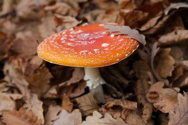   "For educational/identification purposes only."