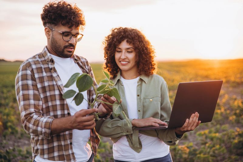 Two agronomists are examining a soybean plant and using a laptop in a cultivated field at sunset, performing quality control