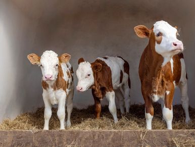 Calf Feed and milk replacer for sale in Sterling Ohio