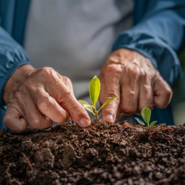 Elderly hands nurturing a small plant in soil.