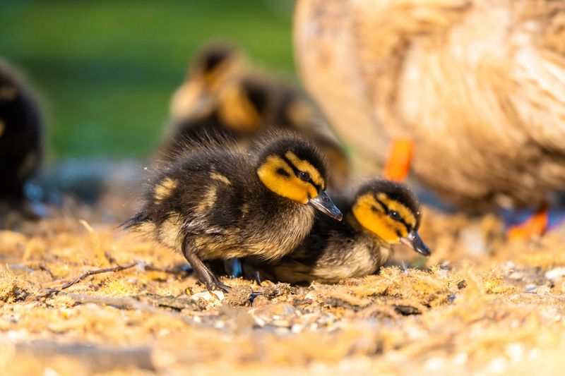 Fluffy mallard ducklings explore the ground with their mother nearby in bedford, england