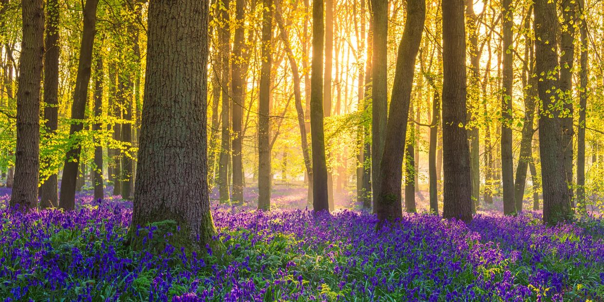 Sunlight shining through trees in a forest with purple flowers.