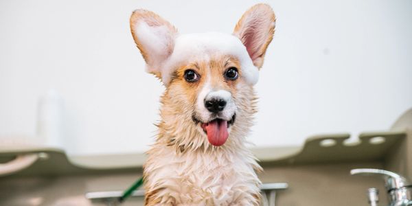 Happy dog with foam on its head.