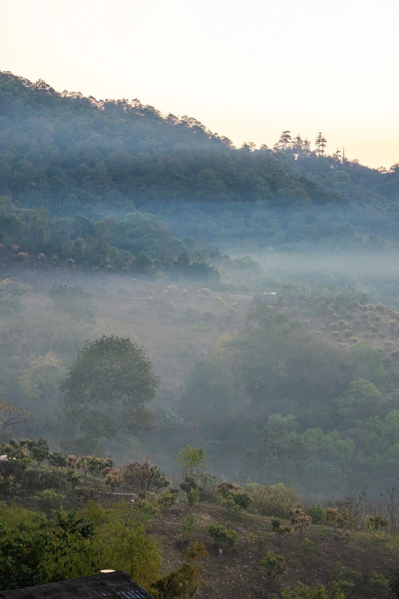 Misty morning view over lush forested mountains and valleys, with a soft golden glow illuminating the distant peaks. Layers of ethereal fog drift through the serene, undulating landscape, capturing