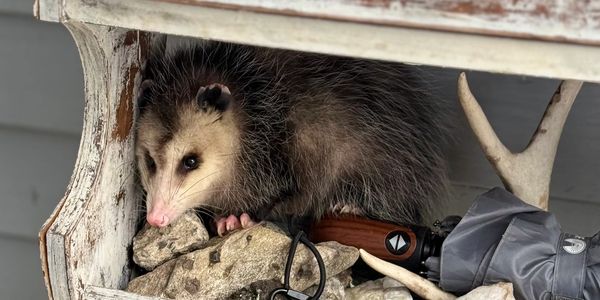 A possum resting on a shelf among various items.