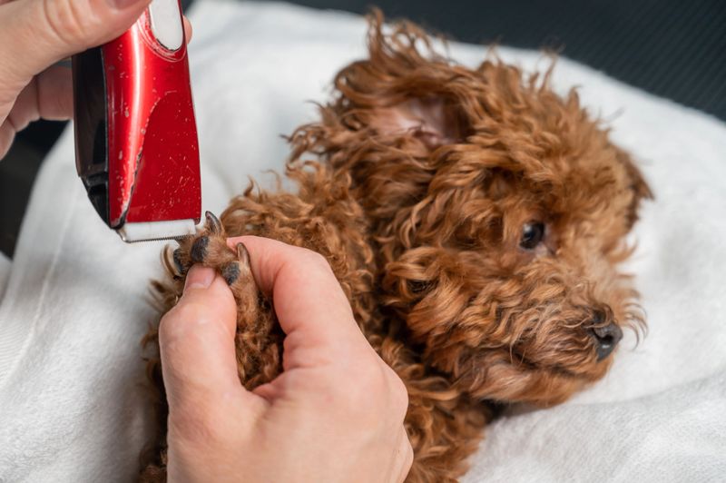 A woman cuts the hair on the paws of a brown mini toy poodle with a trimmer