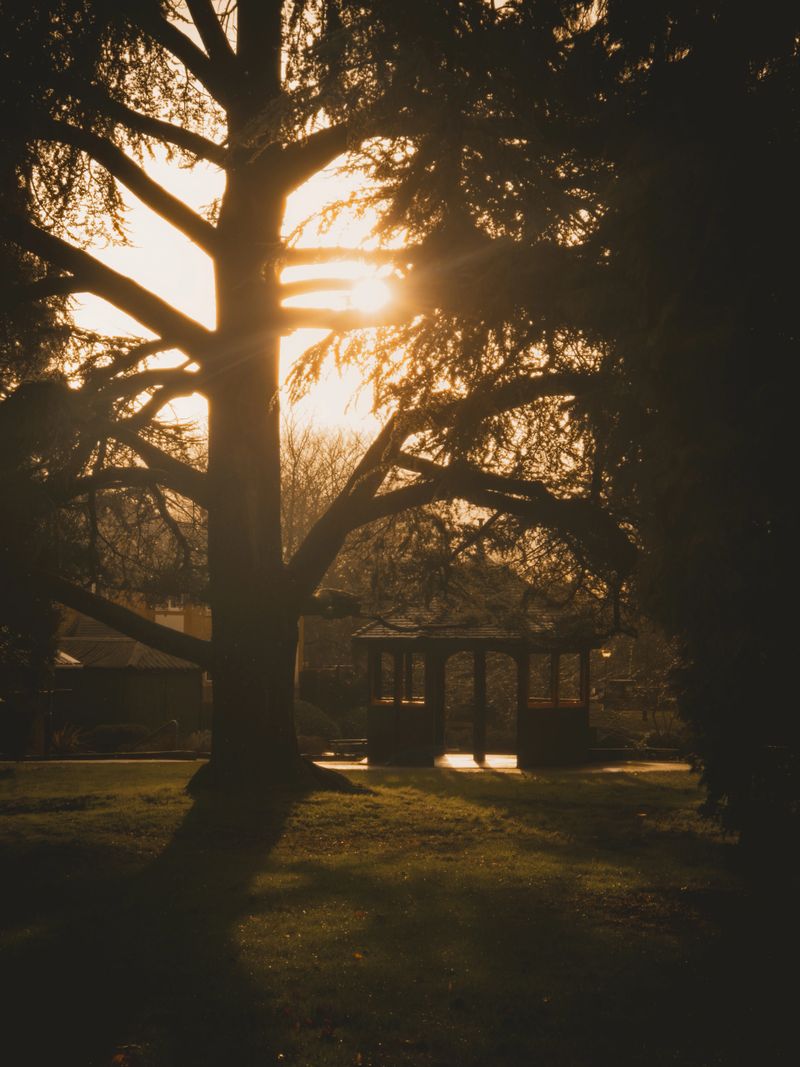 A scenic, tranquil pathway surrounded by autumn trees with soft sunlight streaming through, creating a misty atmosphere and evoking a calm and peaceful feeling.