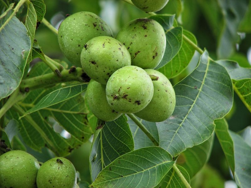 A picturesque view of the lush walnut orchards at Koyegelin EkoKöy in Denizli.