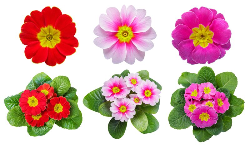 set of colorful primula flowers isolated on white background, top view