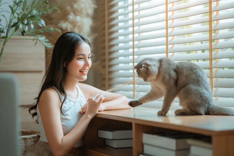 Happy Asian woman playing with cute Scottish Fold cat at home, young lady bonding with her pet in cozy living room, concept of pet lover, animal companionship, cheerful female owner enjoying time with kitten.