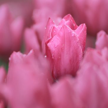 Close-up of a pink tulip with water droplets.