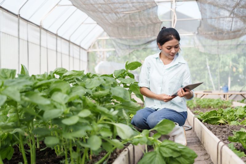 Fresh green leafy vegetables growing in school greenhouse used for agricultural education teaching sustainable organic farming methods and hands-on learning for students practicing real techniques