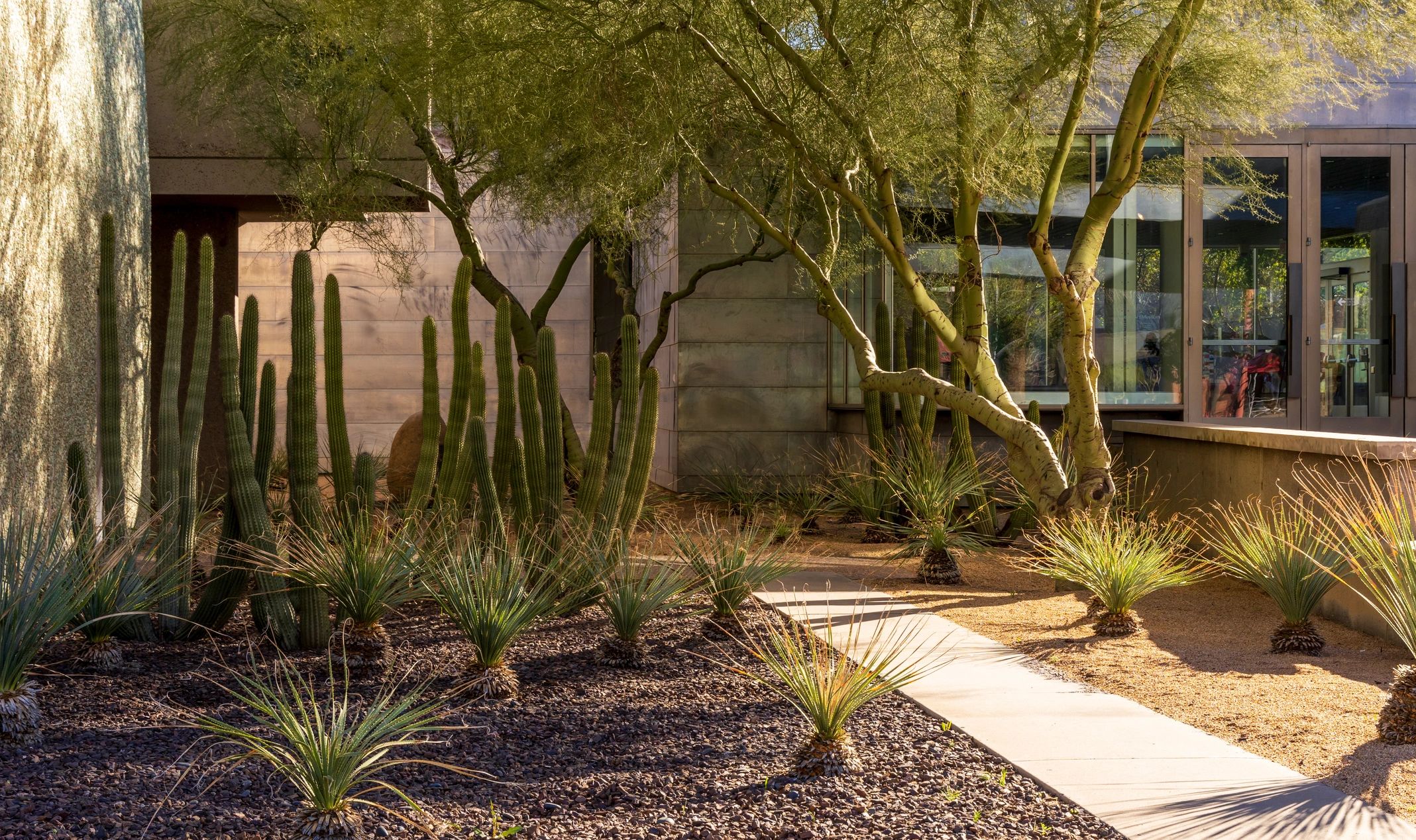 Desert-adapted landscaping with decomposed granite, cactus, and a clean walkway at an Arizona commun