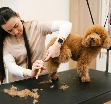 dog teeth cleaning