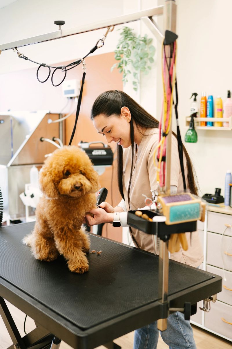 Professional female dog groomer cutting the coat of an apricot Toy Poodle on a grooming table inside a modern pet salon.