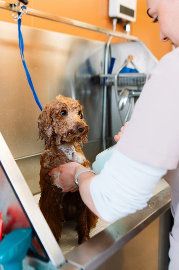 Perro con champú siendo bañado en una peluquería canina.
