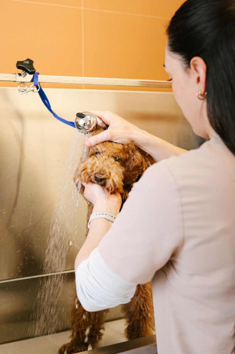 Professional dog groomer washing an apricot Toy Poodle using a handheld shower inside grooming salon.